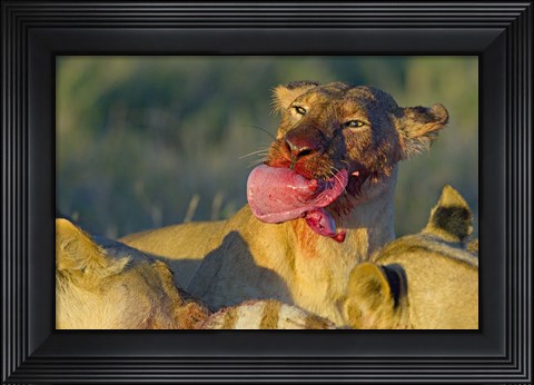 Framed Close-up of a lioness eating a zebra liver, Ngorongoro Conservation Area, Arusha Region, Tanzania (Panthera leo) Print