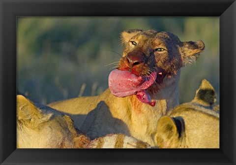 Framed Close-up of a lioness eating a zebra liver, Ngorongoro Conservation Area, Arusha Region, Tanzania (Panthera leo) Print