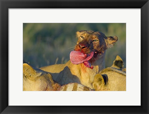 Framed Close-up of a lioness eating a zebra liver, Ngorongoro Conservation Area, Arusha Region, Tanzania (Panthera leo) Print