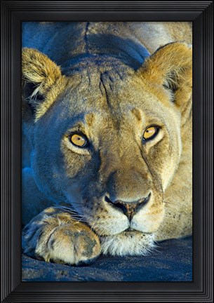 Framed Close-up of a lioness, Ngorongoro Conservation Area, Arusha Region, Tanzania (Panthera leo) Print