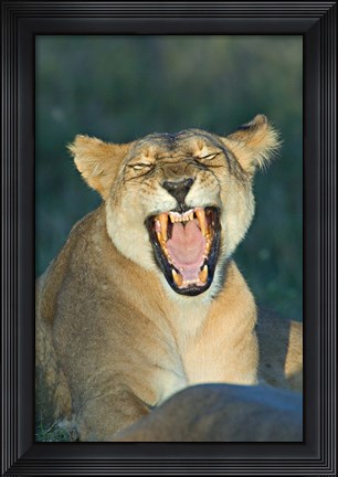 Framed Close-up of a lioness roaring, Ngorongoro Conservation Area, Arusha Region, Tanzania (Panthera leo) Print