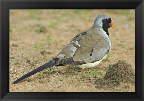Framed Close-up of a Namaqua dove, Tarangire National Park, Arusha Region, Tanzania (Oena capensis) Print