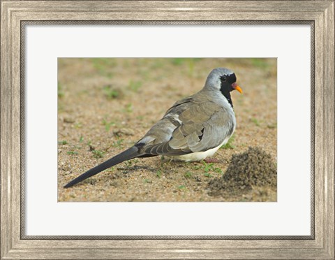 Framed Close-up of a Namaqua dove, Tarangire National Park, Arusha Region, Tanzania (Oena capensis) Print