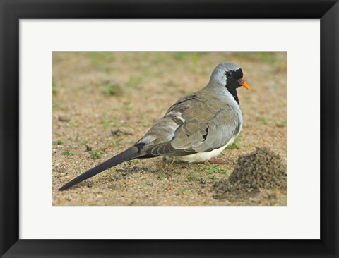 Framed Close-up of a Namaqua dove, Tarangire National Park, Arusha Region, Tanzania (Oena capensis) Print