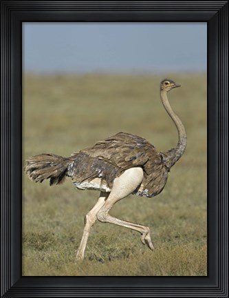 Framed Side profile of an Ostrich running in a field, Ngorongoro Conservation Area, Arusha Region, Tanzania (Struthio camelus) Print