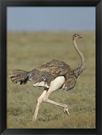 Framed Side profile of an Ostrich running in a field, Ngorongoro Conservation Area, Arusha Region, Tanzania (Struthio camelus) Print