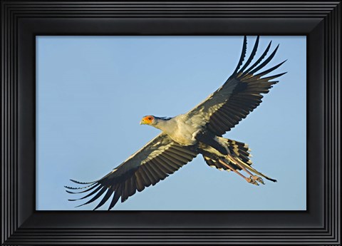 Framed Low angle view of a Secretary bird flying, Ngorongoro Conservation Area, Arusha Region, Tanzania (Sagittarius serpentarius) Print