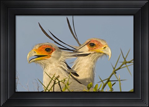 Framed Close-up of two Secretary birds, Ngorongoro Conservation Area, Arusha Region, Tanzania (Sagittarius serpentarius) Print