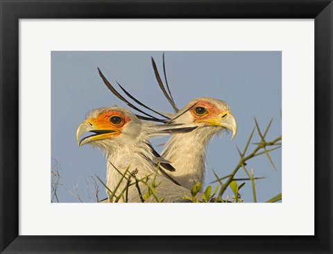 Framed Close-up of two Secretary birds, Ngorongoro Conservation Area, Arusha Region, Tanzania (Sagittarius serpentarius) Print