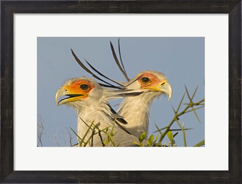 Framed Close-up of two Secretary birds, Ngorongoro Conservation Area, Arusha Region, Tanzania (Sagittarius serpentarius) Print