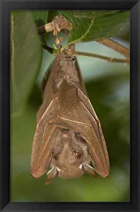 Framed Close-up of a bat hanging from a branch, Lake Manyara, Arusha Region, Tanzania Print