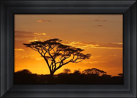 Framed Silhouette of Trees in a field, Ngorongoro Conservation Area, Arusha Region, Tanzania Print