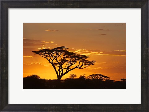 Framed Silhouette of Trees in a field, Ngorongoro Conservation Area, Arusha Region, Tanzania Print