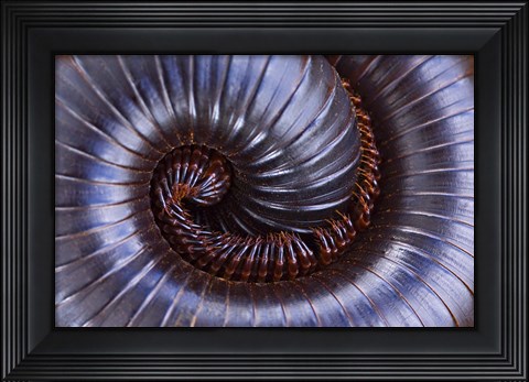 Framed Close-up of a millipede curled up, Tarangire National Park, Arusha Region, Tanzania Print