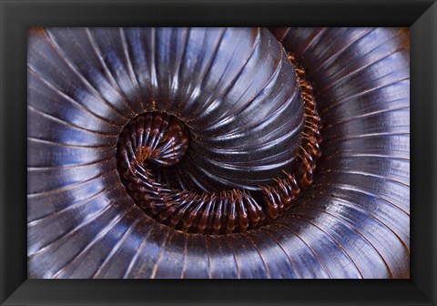 Framed Close-up of a millipede curled up, Tarangire National Park, Arusha Region, Tanzania Print
