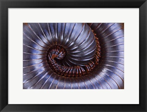 Framed Close-up of a millipede curled up, Tarangire National Park, Arusha Region, Tanzania Print