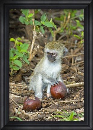 Framed Vervet monkey holding a seed pod, Tarangire National Park, Arusha Region, Tanzania (Chlorocebus pygerythrus) Print