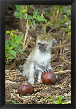 Framed Vervet monkey holding a seed pod, Tarangire National Park, Arusha Region, Tanzania (Chlorocebus pygerythrus) Print