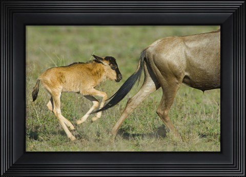 Framed Side profile of a wildebeest and its calf running in a field, Ngorongoro Conservation Area, Arusha Region, Tanzania Print