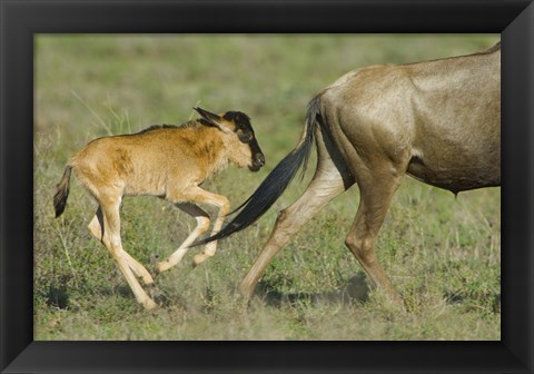 Framed Side profile of a wildebeest and its calf running in a field, Ngorongoro Conservation Area, Arusha Region, Tanzania Print