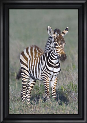 Framed Young zebra standing in a field Print