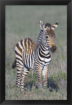 Framed Young zebra standing in a field Print
