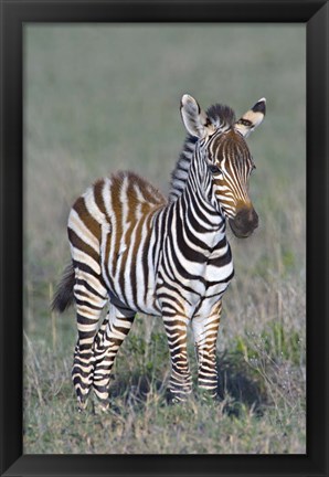 Framed Young zebra standing in a field Print