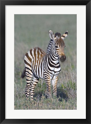 Framed Young zebra standing in a field Print