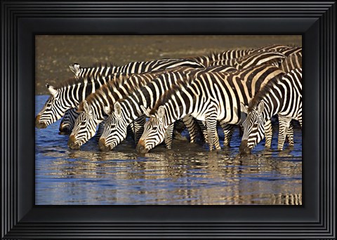 Framed Herd of zebras drinking water, Ngorongoro Conservation Area, Arusha Region, Tanzania (Equus burchelli chapmani) Print