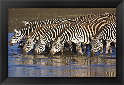 Framed Herd of zebras drinking water, Ngorongoro Conservation Area, Arusha Region, Tanzania (Equus burchelli chapmani) Print