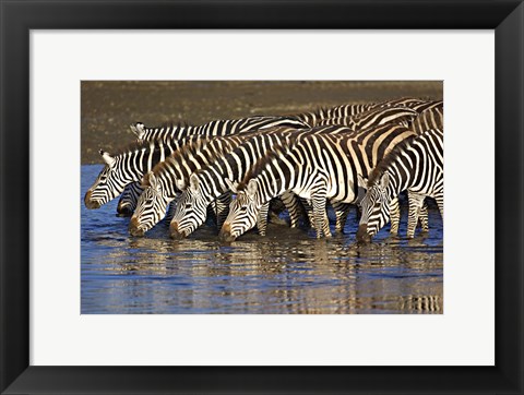 Framed Herd of zebras drinking water, Ngorongoro Conservation Area, Arusha Region, Tanzania (Equus burchelli chapmani) Print