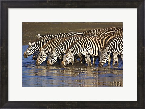 Framed Herd of zebras drinking water, Ngorongoro Conservation Area, Arusha Region, Tanzania (Equus burchelli chapmani) Print