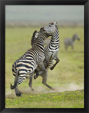 Framed Two zebras fighting in a field, Ngorongoro Conservation Area, Arusha Region, Tanzania (Equus burchelli chapmani) Print