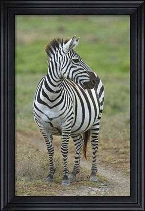 Framed Zebra standing in a field, Ngorongoro Conservation Area, Arusha Region, Tanzania (Equus burchelli chapmani) Print