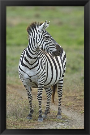 Framed Zebra standing in a field, Ngorongoro Conservation Area, Arusha Region, Tanzania (Equus burchelli chapmani) Print