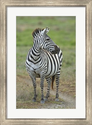 Framed Zebra standing in a field, Ngorongoro Conservation Area, Arusha Region, Tanzania (Equus burchelli chapmani) Print