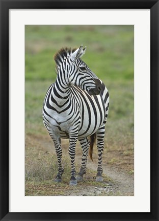 Framed Zebra standing in a field, Ngorongoro Conservation Area, Arusha Region, Tanzania (Equus burchelli chapmani) Print