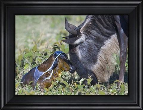 Framed Wildebeest with its newborn calf lying on a field, Ngorongoro Conservation Area, Arusha Region, Tanzania Print