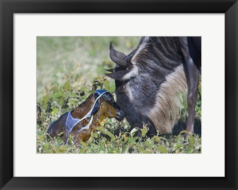 Framed Wildebeest with its newborn calf lying on a field, Ngorongoro Conservation Area, Arusha Region, Tanzania Print