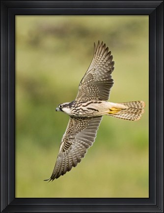 Framed Close-up of a Lanner falcon flying, Lake Manyara, Arusha Region, Tanzania (Falco biarmicus) Print