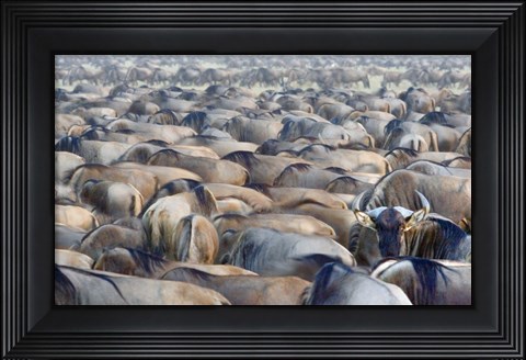 Framed Herd of wildebeests in a field, Ngorongoro Conservation Area, Arusha Region, Tanzania Print