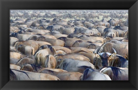 Framed Herd of wildebeests in a field, Ngorongoro Conservation Area, Arusha Region, Tanzania Print