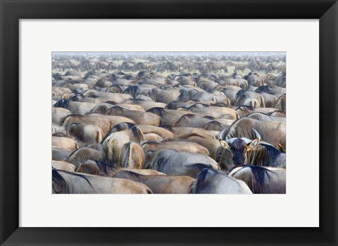 Framed Herd of wildebeests in a field, Ngorongoro Conservation Area, Arusha Region, Tanzania Print