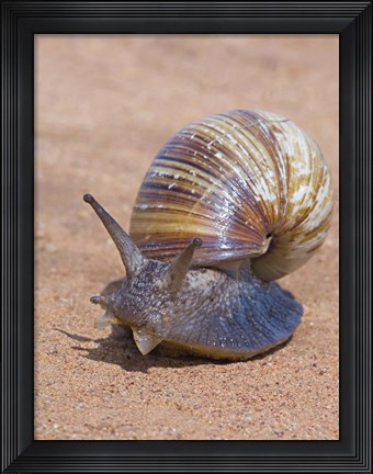 Framed Close-up of a Giant African land snail, Tarangire National Park, Arusha Region, Tanzania (Lissachatina fulica) Print