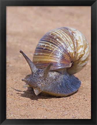 Framed Close-up of a Giant African land snail, Tarangire National Park, Arusha Region, Tanzania (Lissachatina fulica) Print