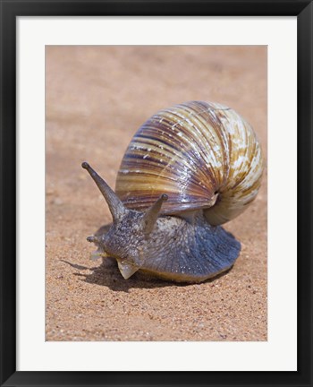 Framed Close-up of a Giant African land snail, Tarangire National Park, Arusha Region, Tanzania (Lissachatina fulica) Print