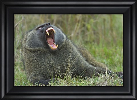 Framed Close-up of an Olive baboon yawning, Lake Nakuru, Kenya (Papio anubis) Print