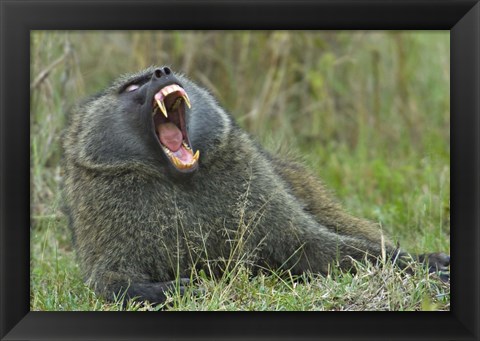 Framed Close-up of an Olive baboon yawning, Lake Nakuru, Kenya (Papio anubis) Print