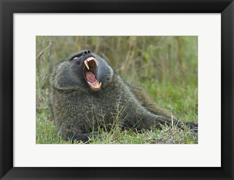 Framed Close-up of an Olive baboon yawning, Lake Nakuru, Kenya (Papio anubis) Print