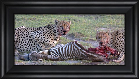Framed Portrait of two cheetahs eating a zebra, Ngorongoro Conservation Area, Arusha Region, Tanzania (Acinonyx jubatus) Print
